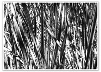 /album/fotografie-serie-sabatier/sab-05-jpg/